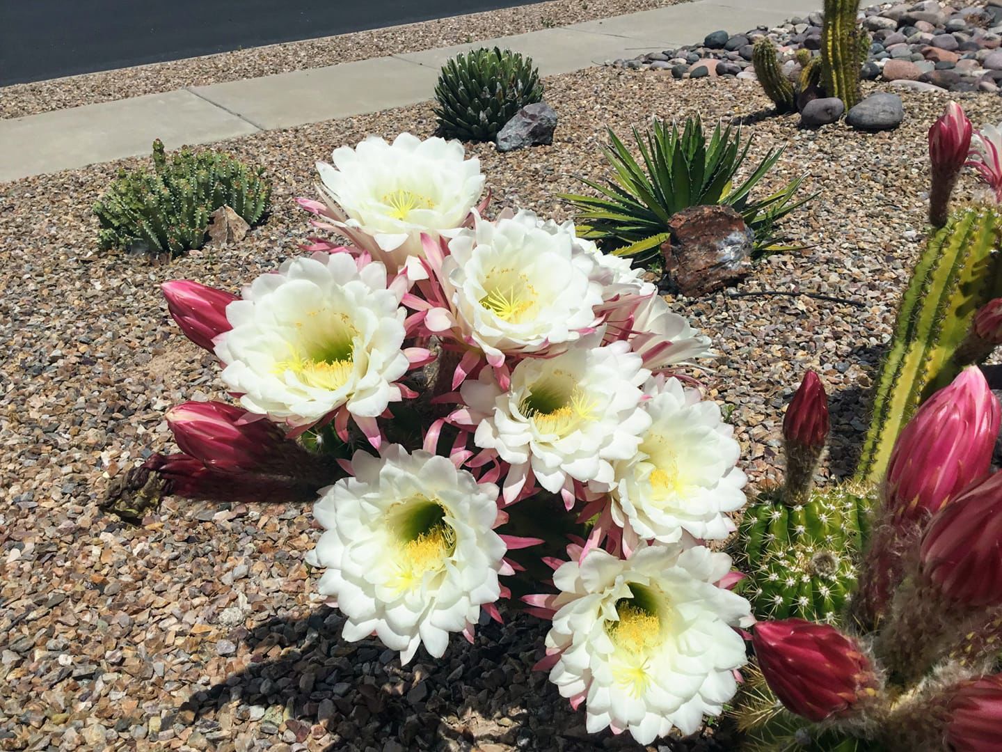 Cactus blooms